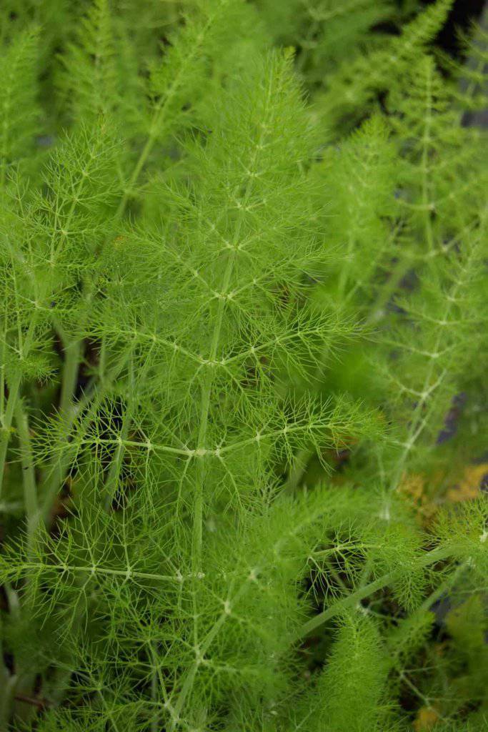 Foeniculum vulgare ---